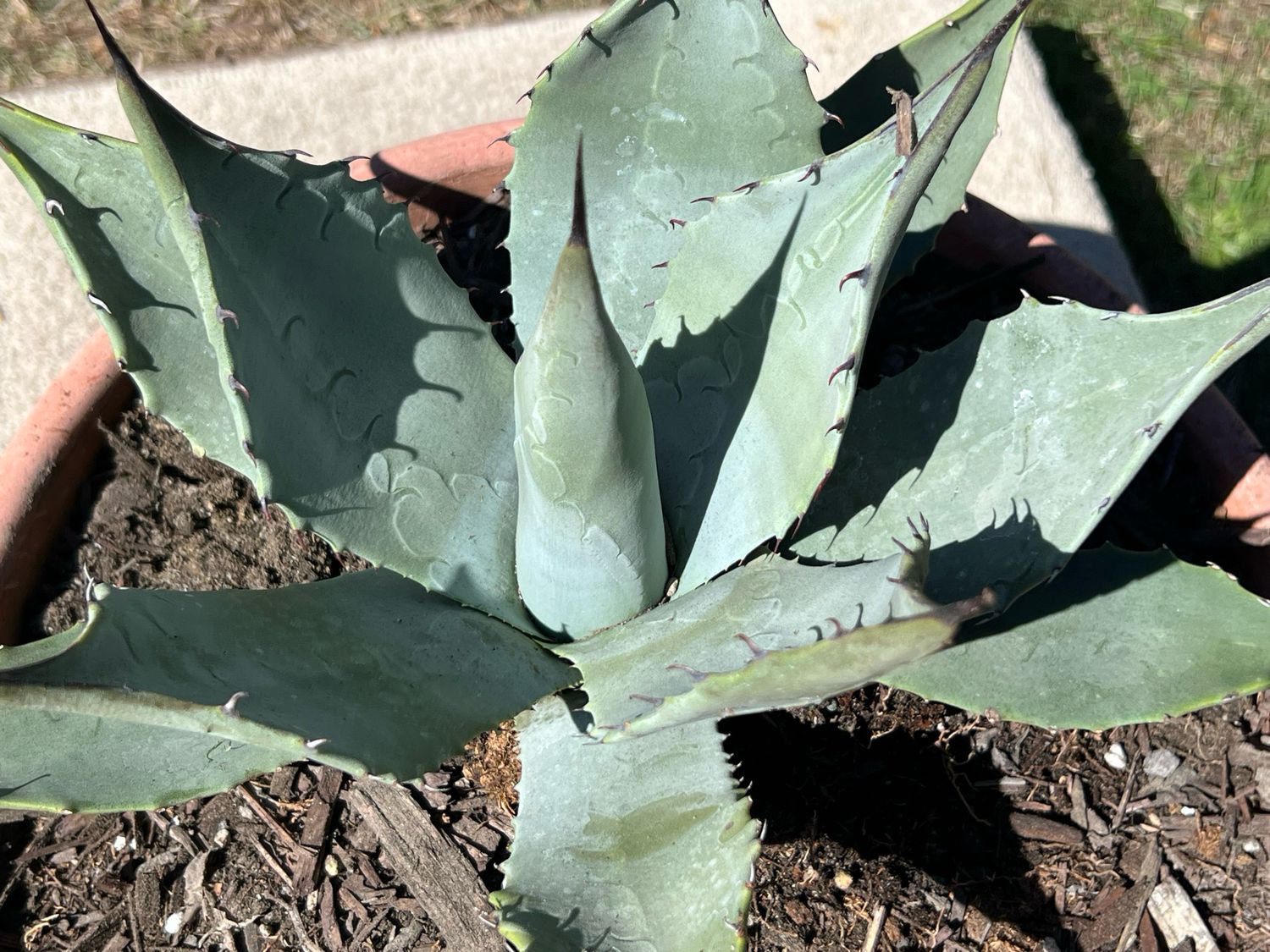 Agave parryi subsp. parryi