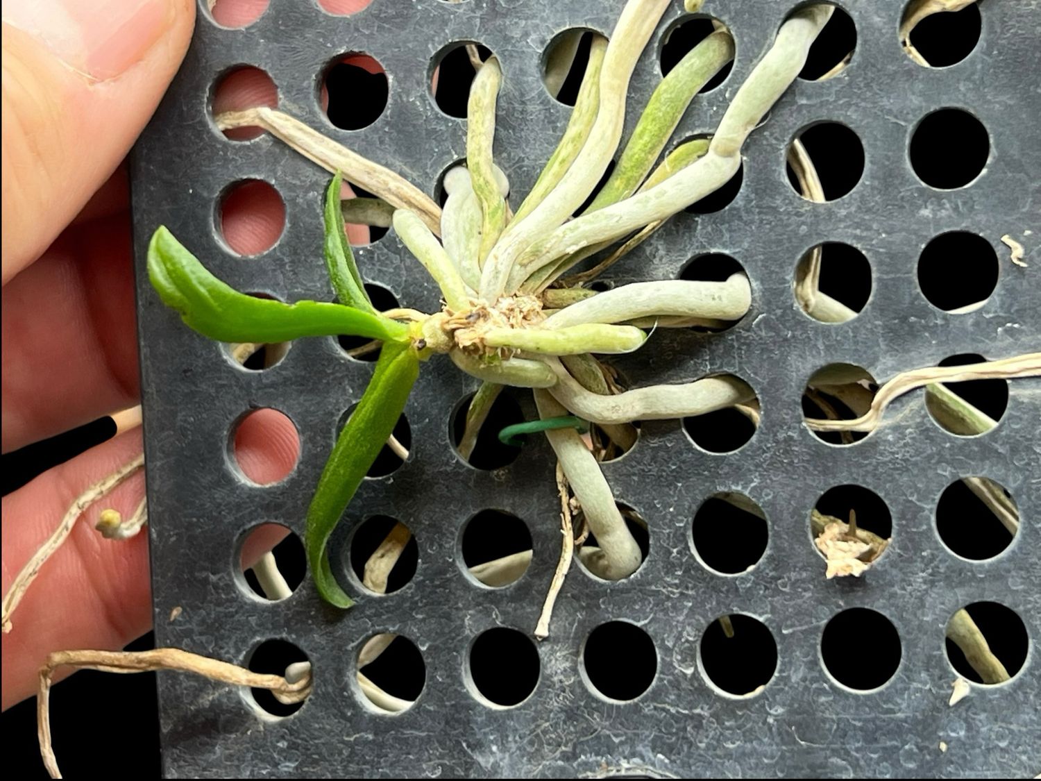 Chiloschista nakornpanmensis – Rare Leafless Orchid