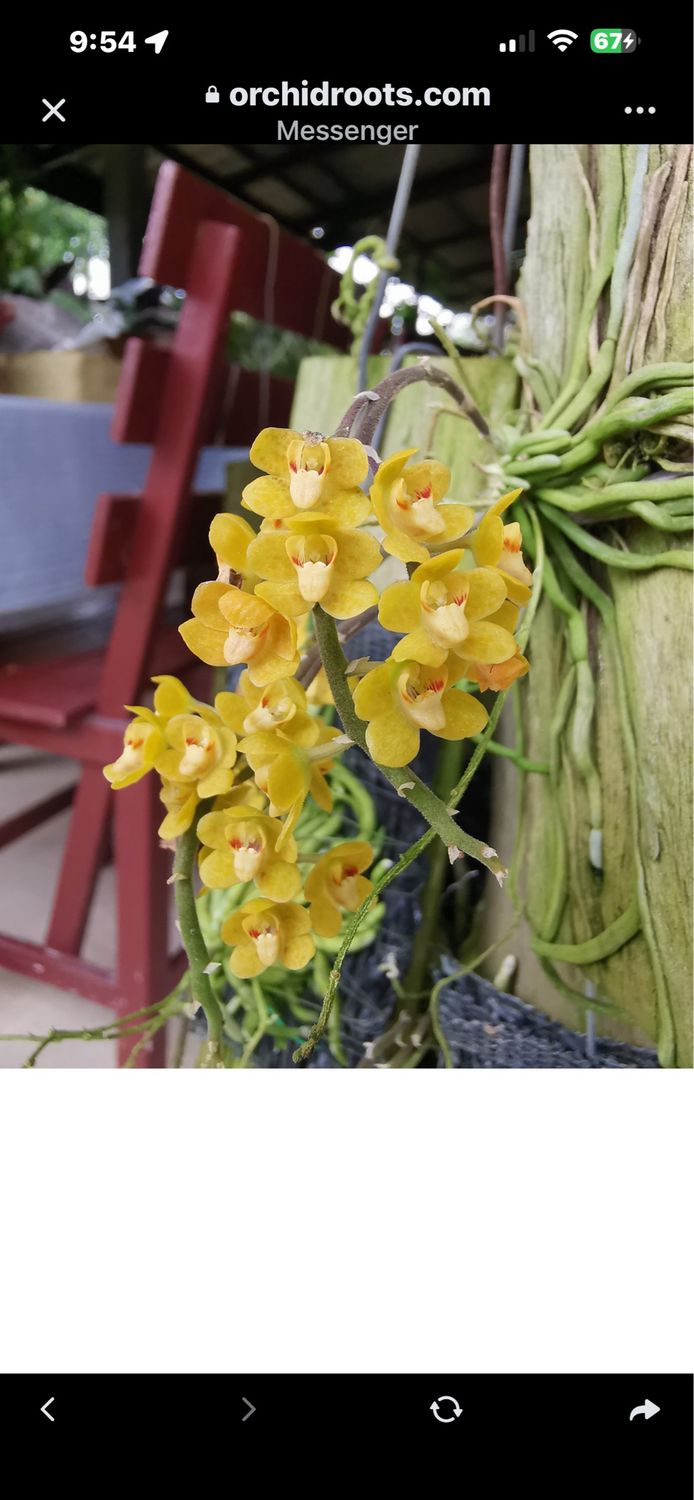 Chiloschista nakornpanmensis – Rare Leafless Orchid