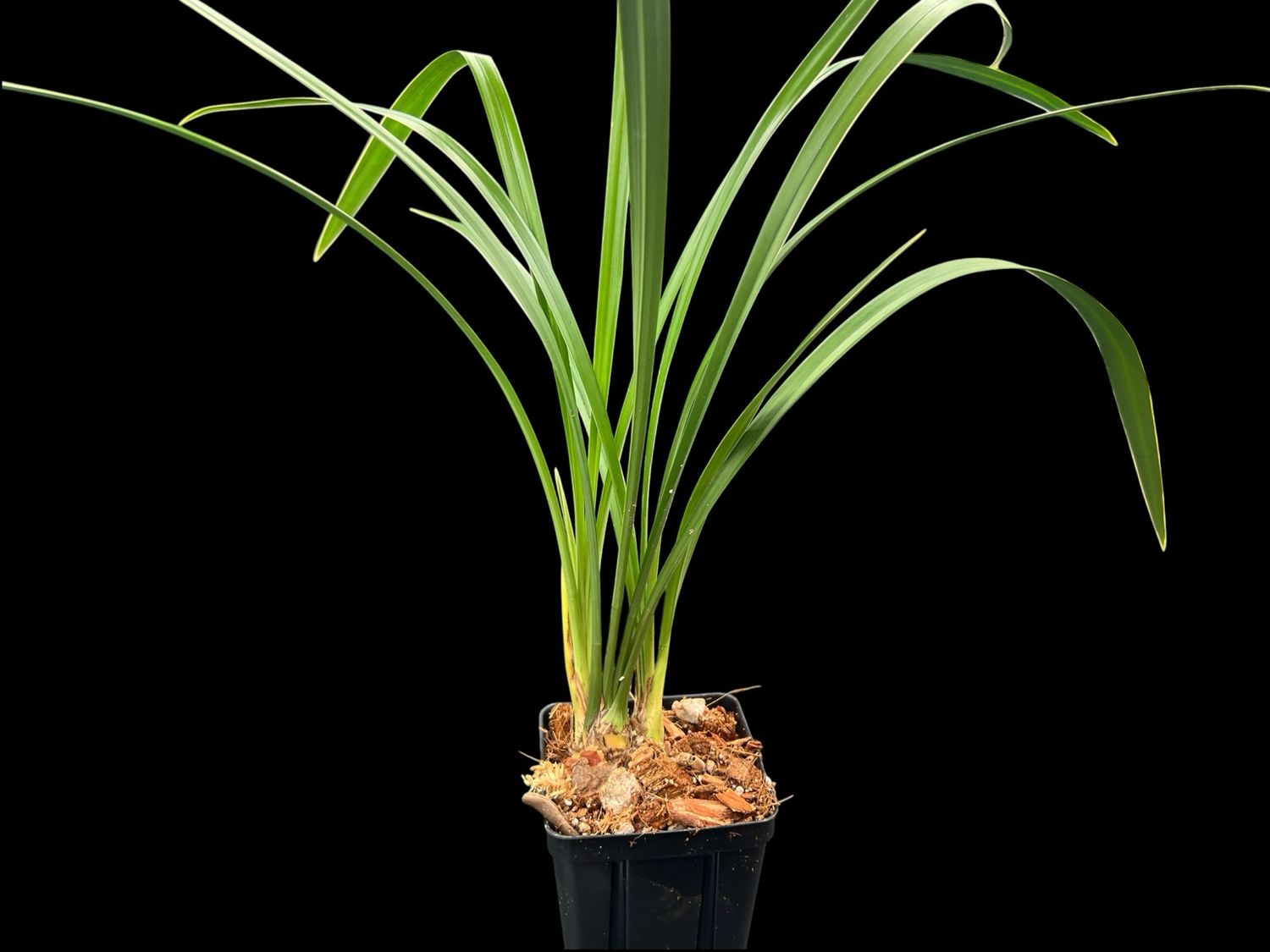 Cymbidium ensifolium ‘Yin Bian Da Gong’ 銀邊大貢 – Variegated Asian Cymbidium