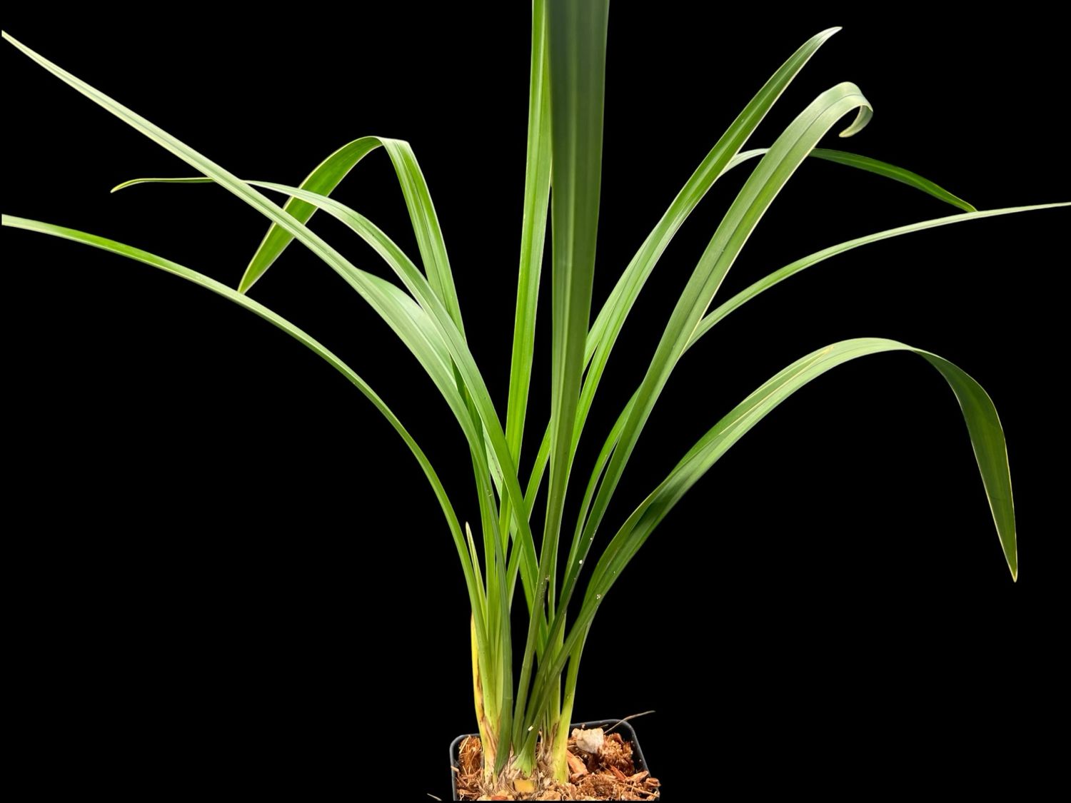 Cymbidium ensifolium ‘Yin Bian Da Gong’ 銀邊大貢 – Variegated Asian Cymbidium