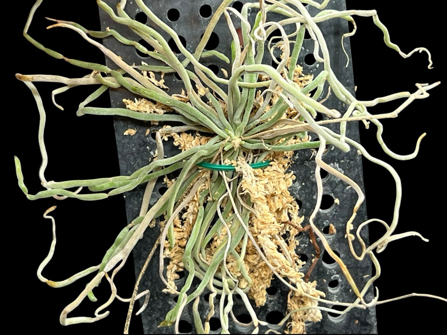 Chiloschista Pyrope – Rare Leafless Orchid