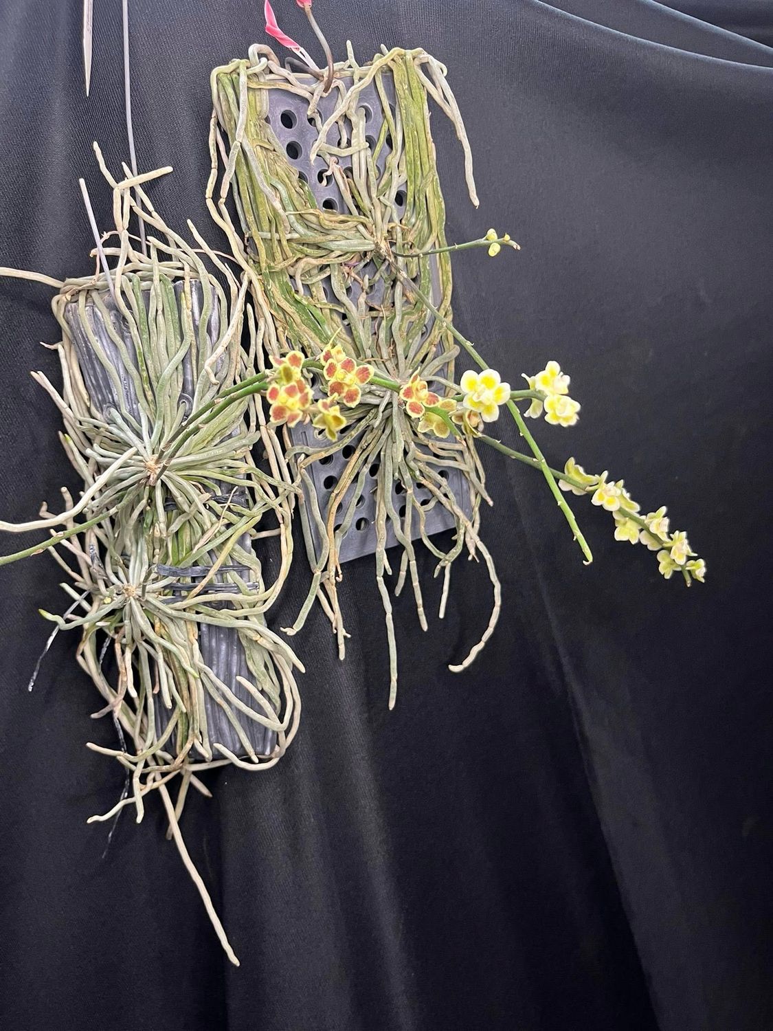 Chiloschista Pyrope – Rare Leafless Orchid