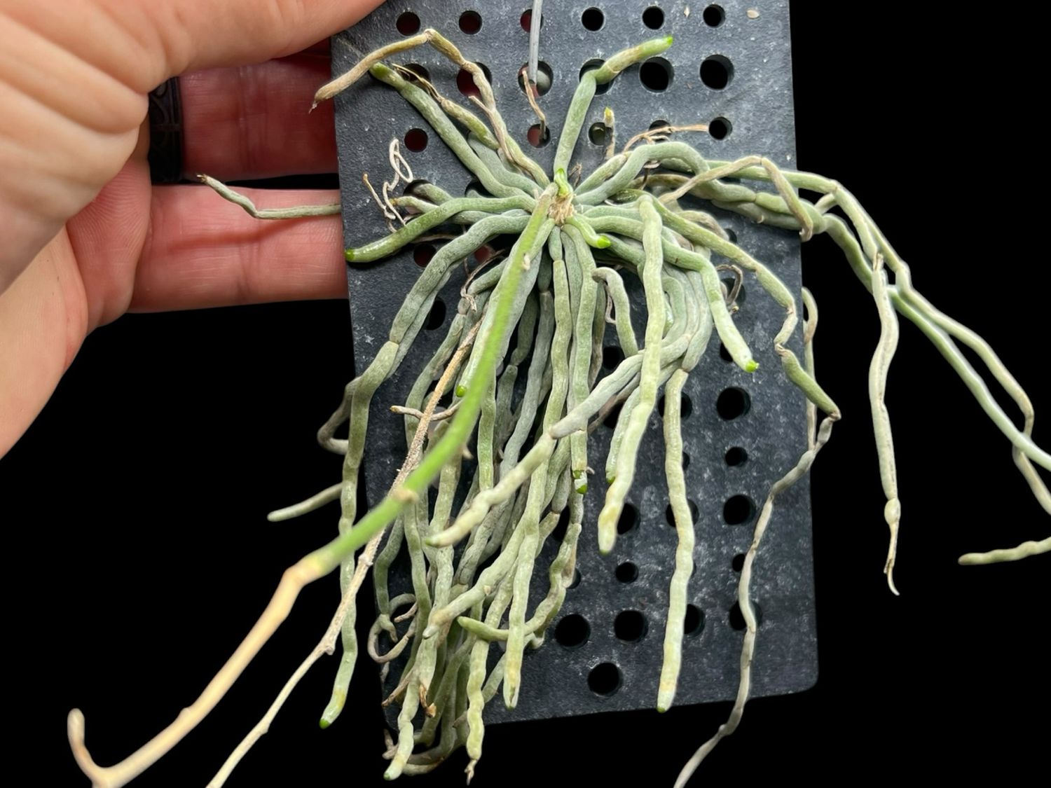 Chiloschista Rain Dance – Rare Leafless Orchid