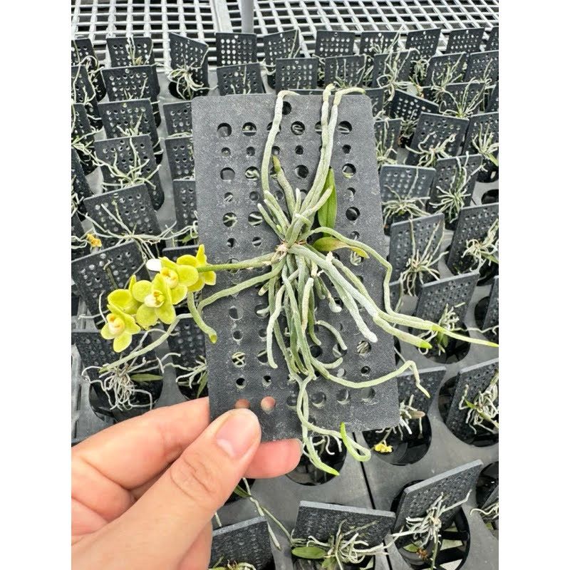 Chiloschista Rain Dance – Rare Leafless Orchid