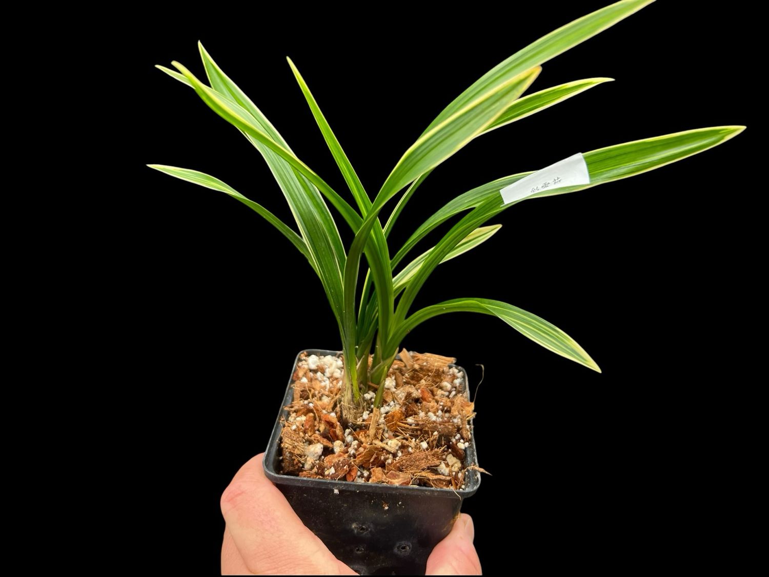 Cymbidium goeringii ‘Cai Yun He’ 彩雲荷