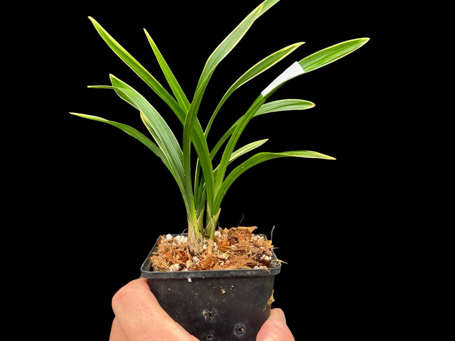 Cymbidium goeringii ‘Cai Yun He’ 彩雲荷