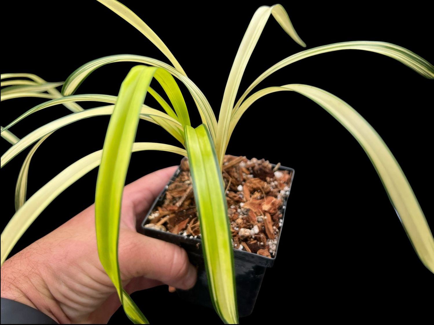 Cymbidium goeringii ‘Chun Lan Zhong Tou’ 春蘭中透 – Variegated Asian Cymbidium
