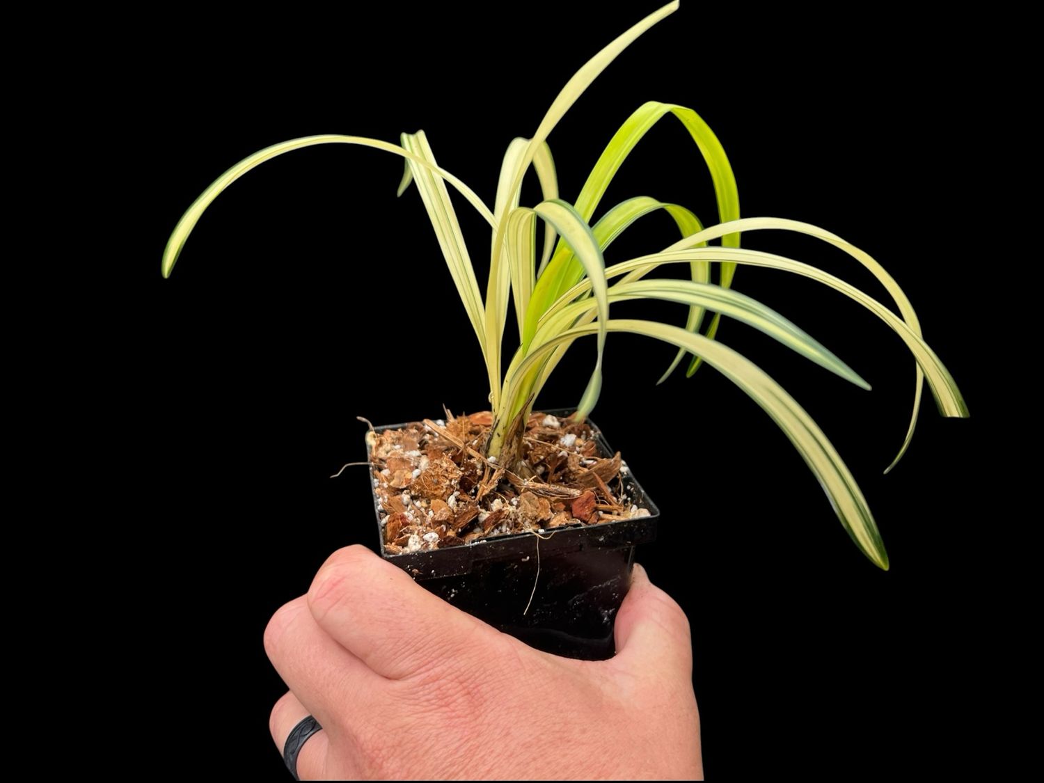 Cymbidium goeringii ‘Chun Lan Zhong Tou’ 春蘭中透 – Variegated Asian Cymbidium