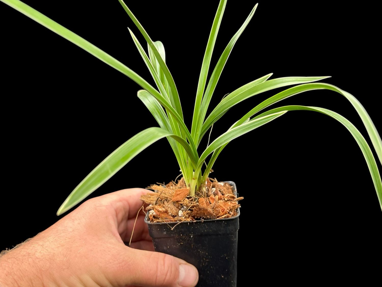 Cymbidium goeringii ‘Tian Cao’ 天草 – Variegated Asian Cymbidium