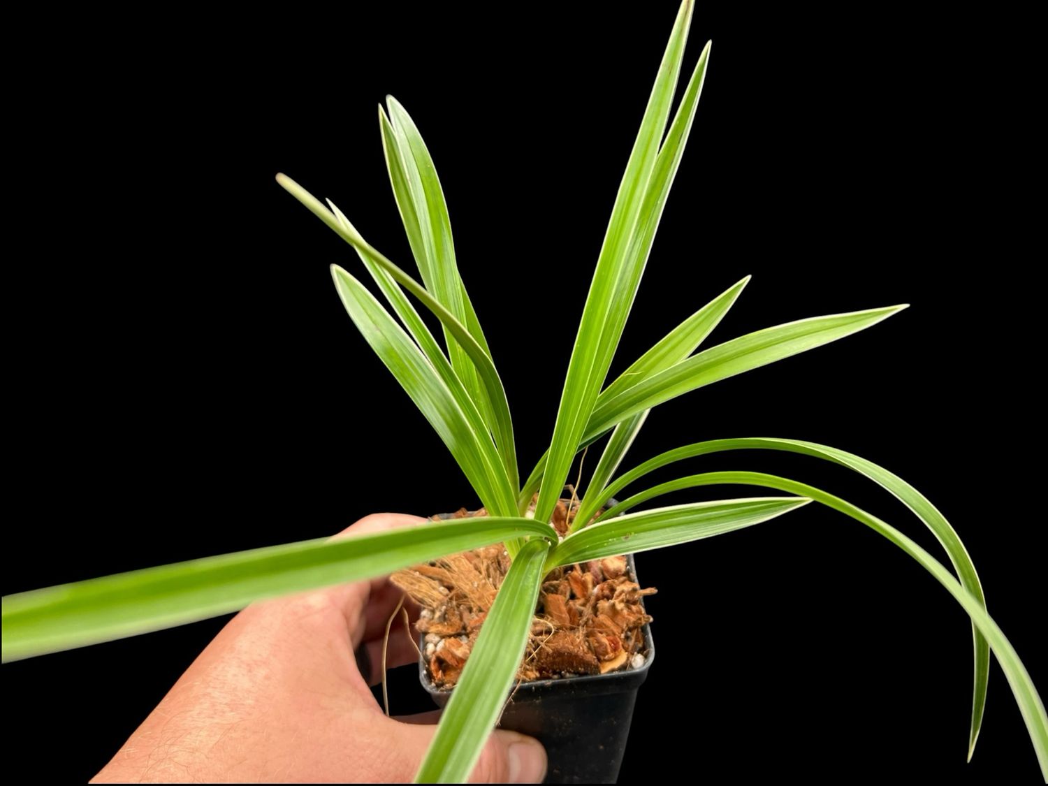 Cymbidium goeringii ‘Tian Cao’ 天草 – Variegated Asian Cymbidium