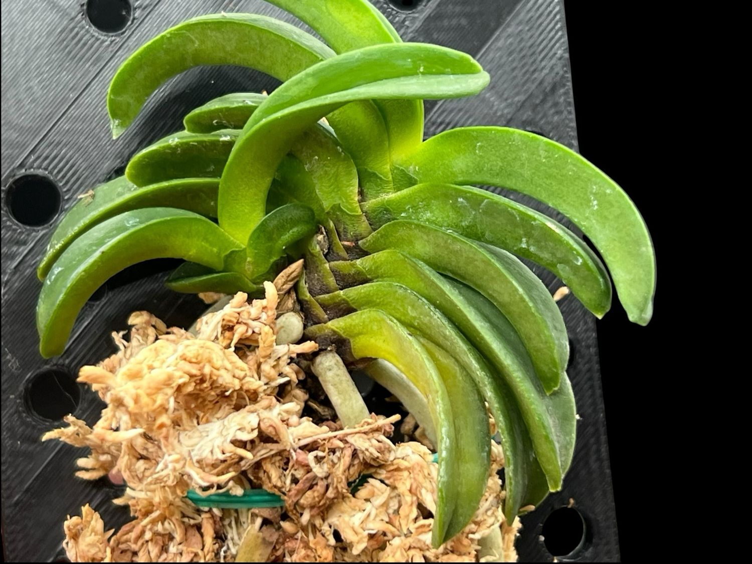 Vanda falcata ‘Seikai’ 青海 – Rare Japanese Fuukiran Orchid