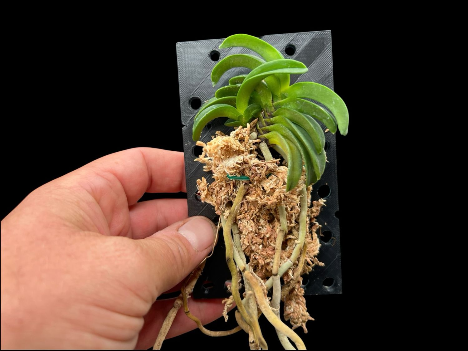 Vanda falcata ‘Seikai’ 青海 – Rare Japanese Fuukiran Orchid