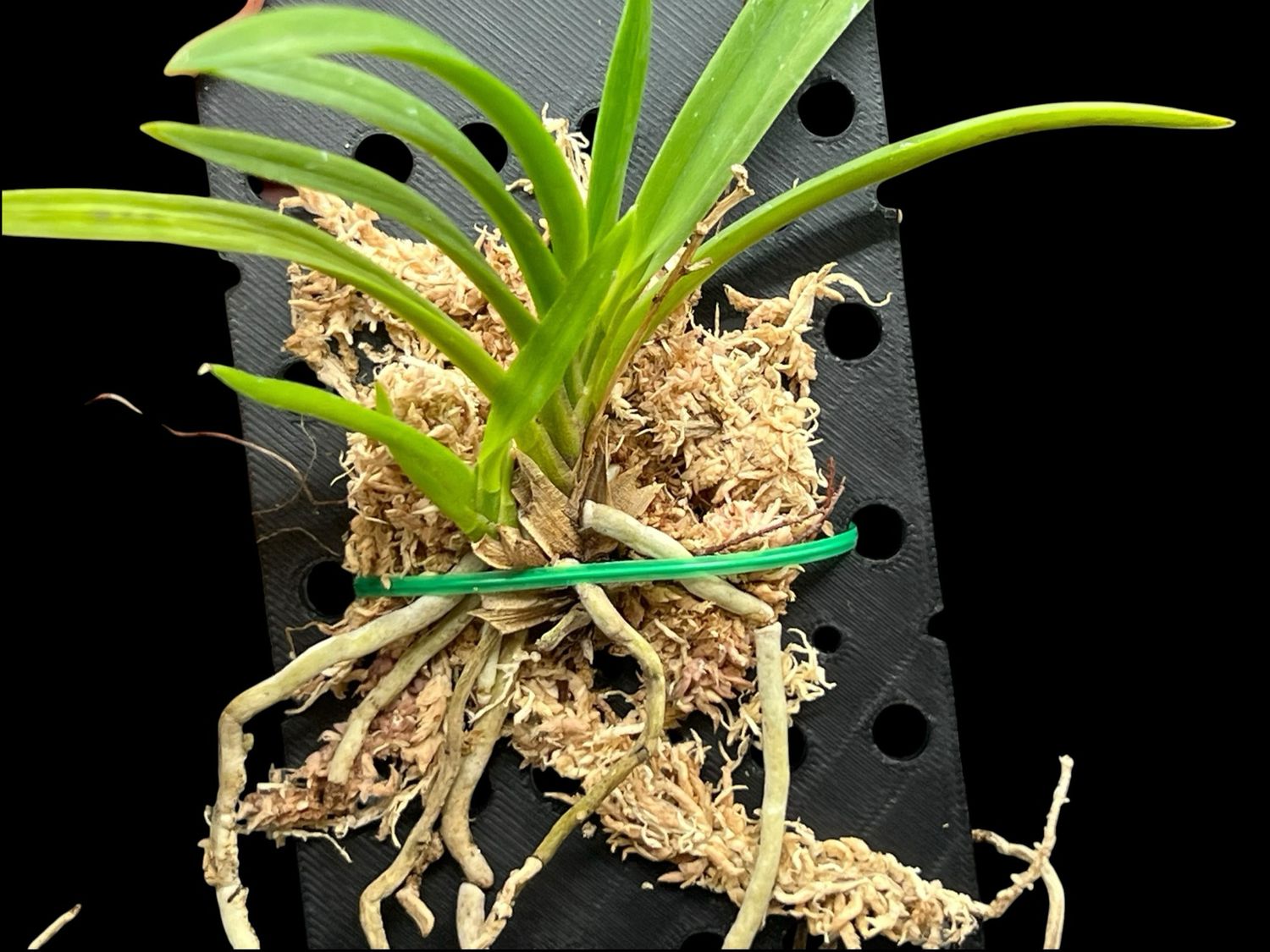 Vanda falcata ‘Shunkyuden’ 春及殿 – Rare Japanese Fuukiran Orchid