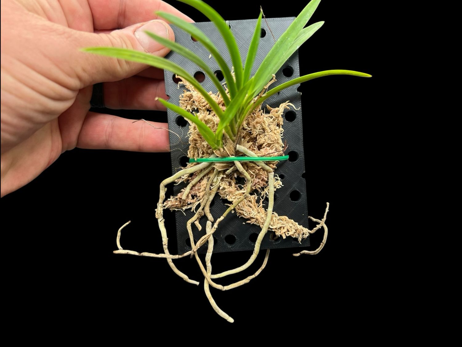Vanda falcata ‘Shunkyuden’ 春及殿 – Rare Japanese Fuukiran Orchid