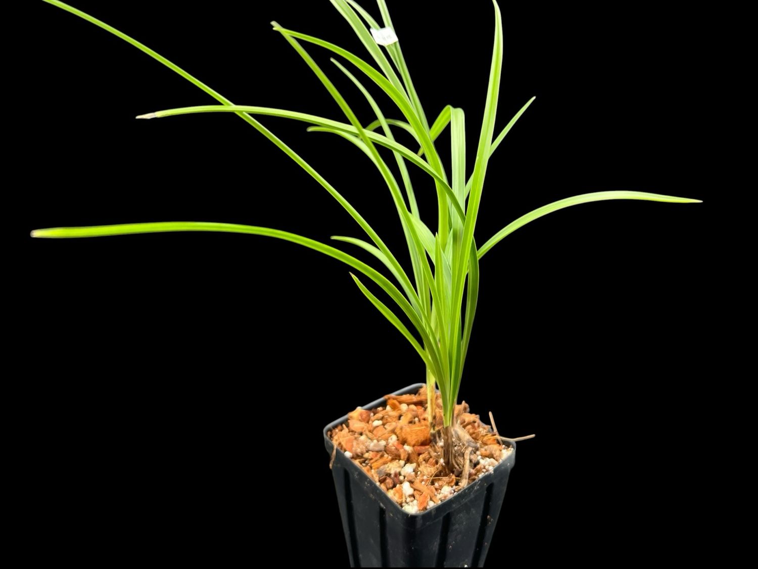 Cymbidium goeringii ‘Yu Hu Die’ 余蝴蝶 – Rare Butterfly-Form Asian Cymbidium