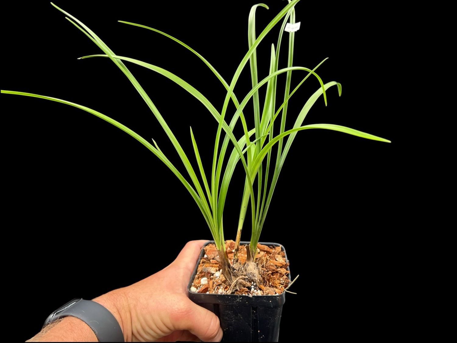 Cymbidium goeringii ‘Yu Hu Die’ 余蝴蝶 – Rare Butterfly-Form Asian Cymbidium