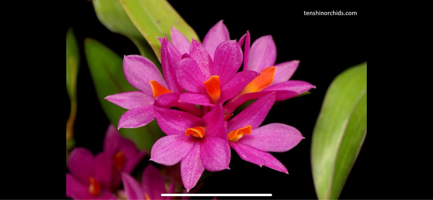 Dendrobium Hibiki  Orchid 