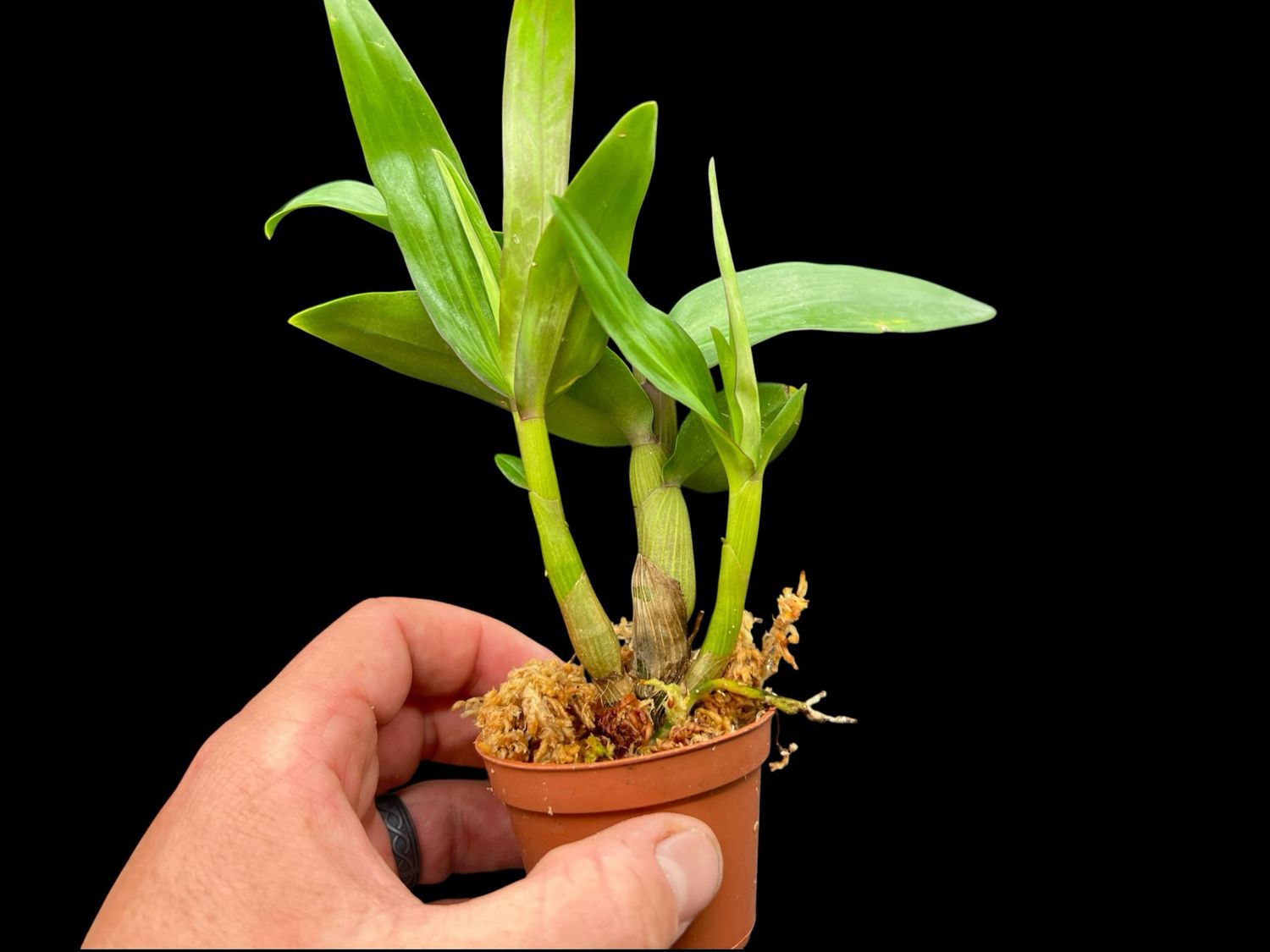 Dendrobium Hibiki  Orchid 