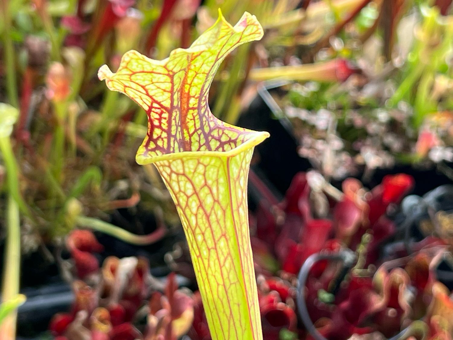 Sarracenia Marston Exotics '1987' H24-MK Divisions 