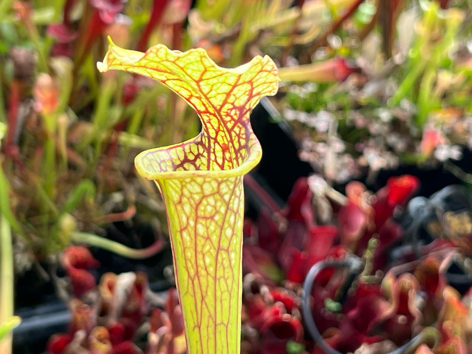 Sarracenia Marston Exotics '1987' H24-MK Divisions 