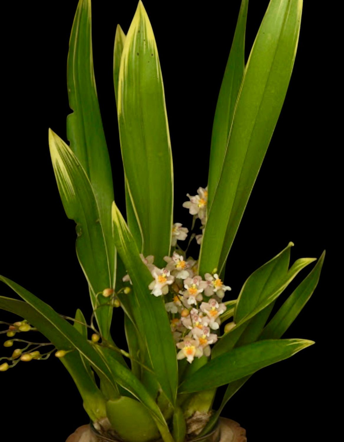 Oncidium Twinkle 'Varigated' Orchid
