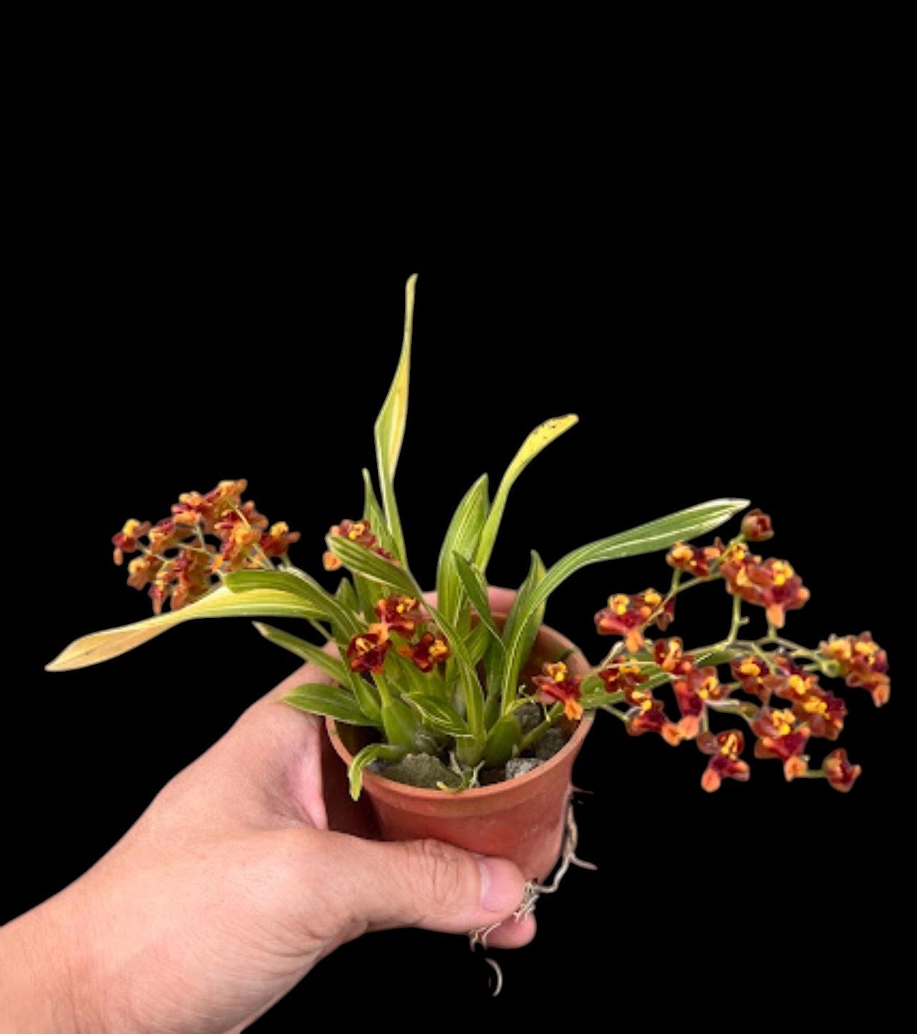 Oncidium Twinkle ‘Tiny Twinkle Gold Dust’ - variegated