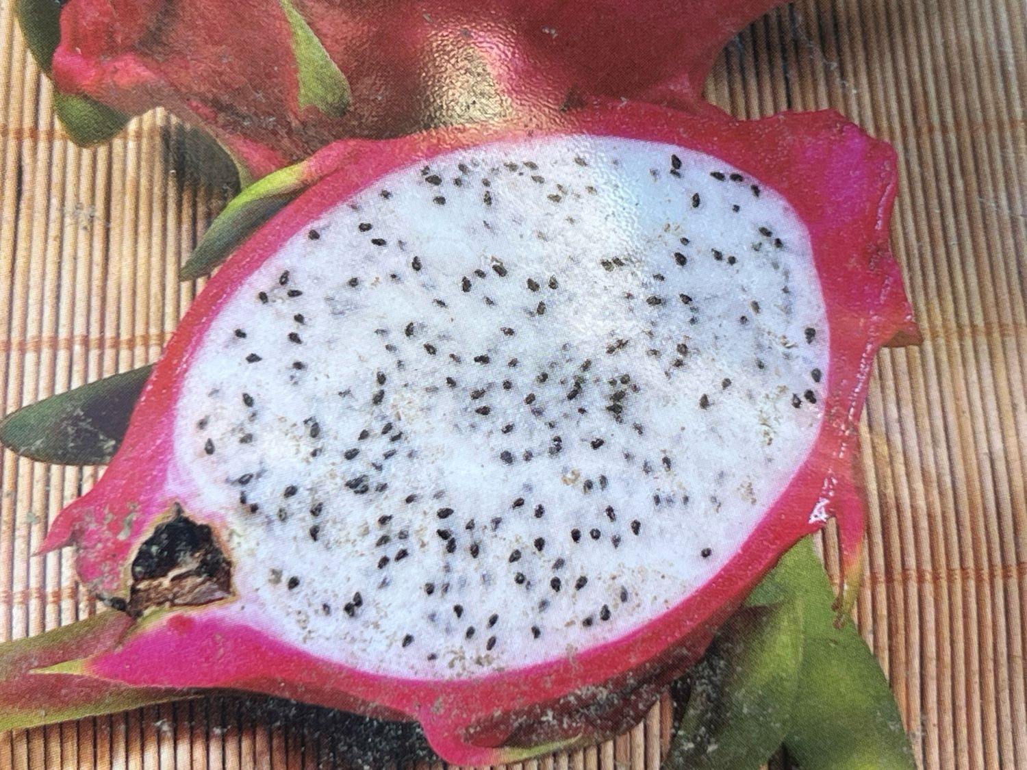 Hylocereus undatus – Dragon Fruit (Selenicereus undatus) - Cuttings