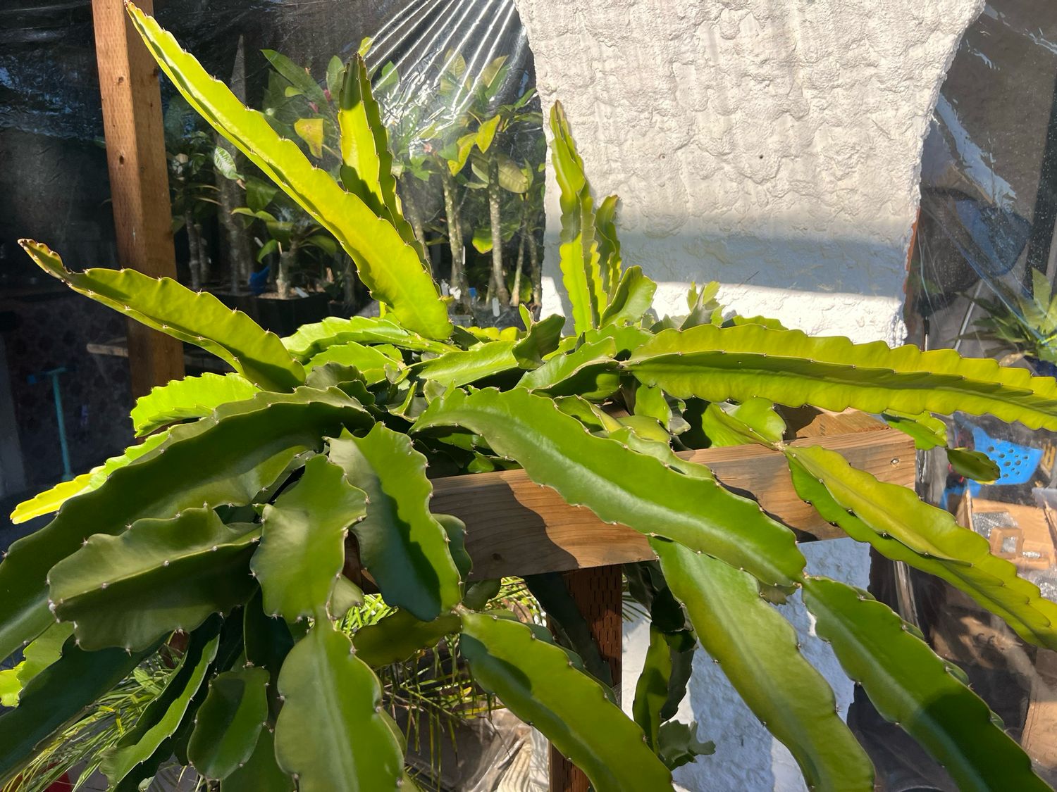 Hylocereus undatus – Dragon Fruit (Selenicereus undatus) - Cuttings
