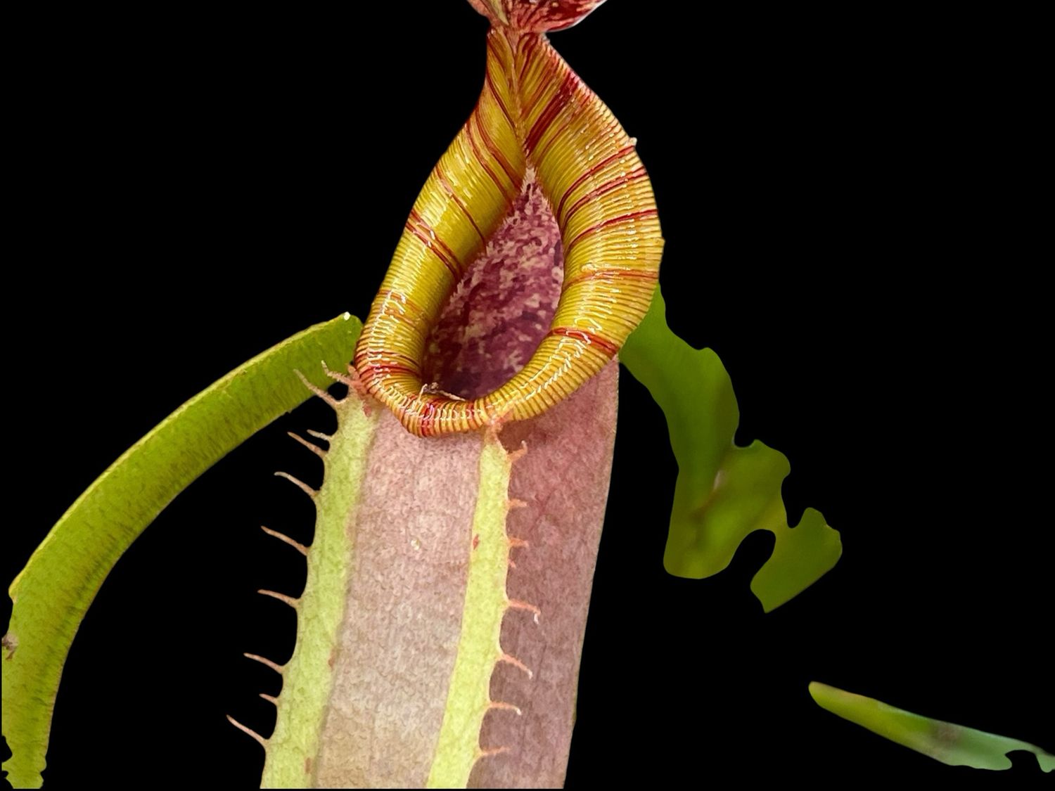 Nepenthes veitchii “Striped Peristome” pink pitchers  -Bario
