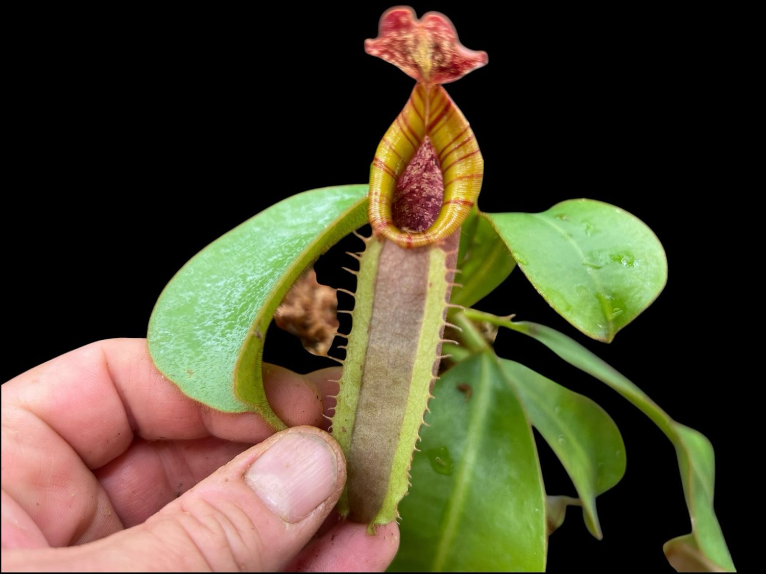 Nepenthes veitchii “Striped Peristome” pink pitchers  -Bario