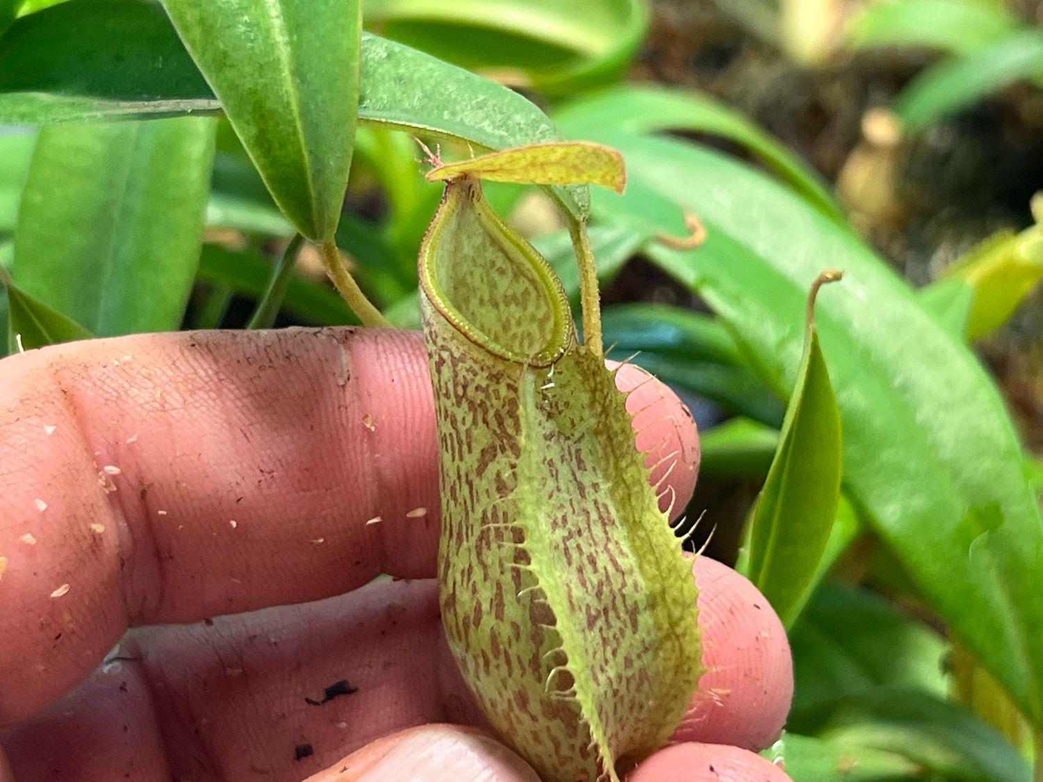 Nepenthes spectabilis x tentaculata 