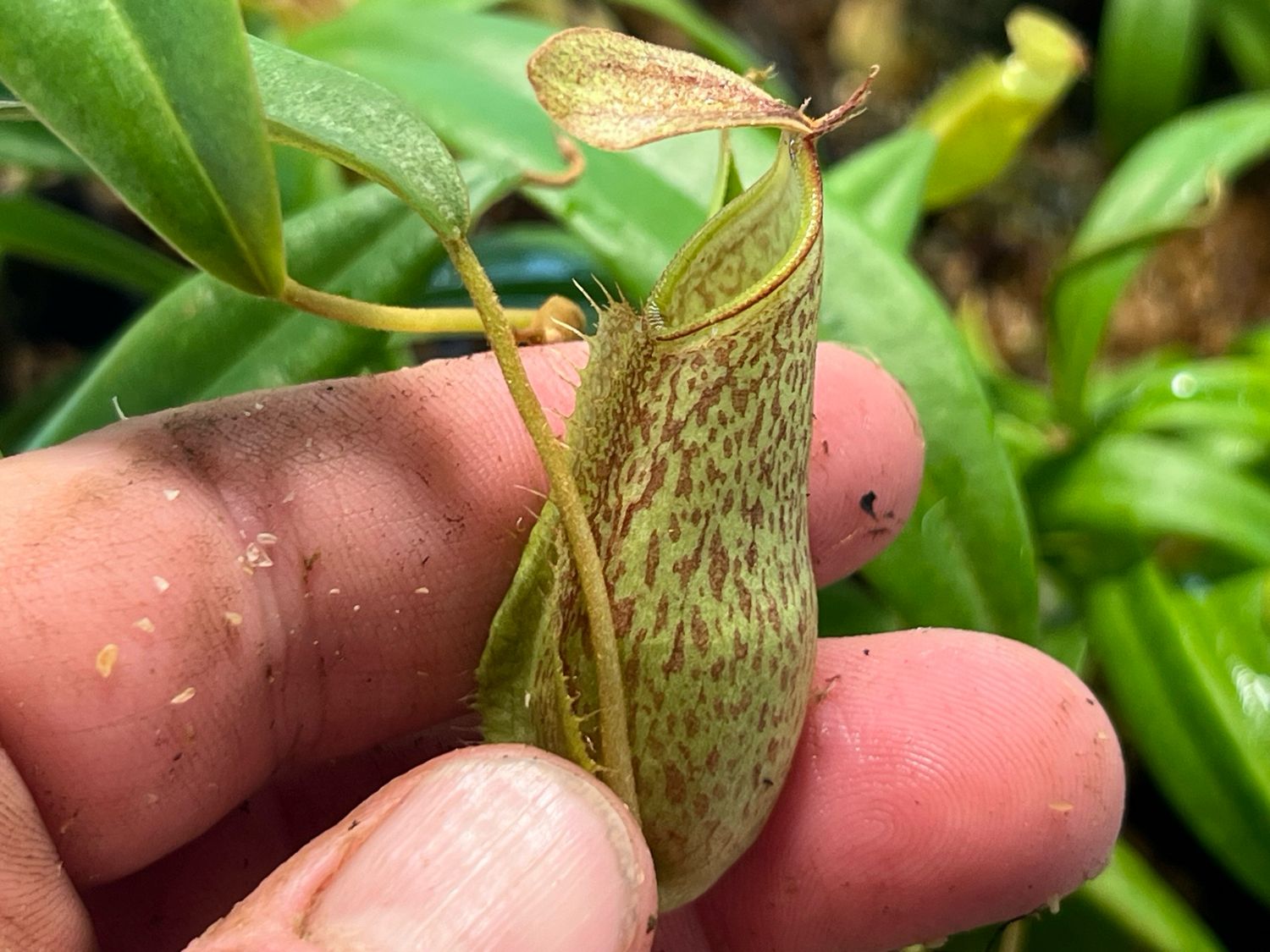 Nepenthes spectabilis x tentaculata 