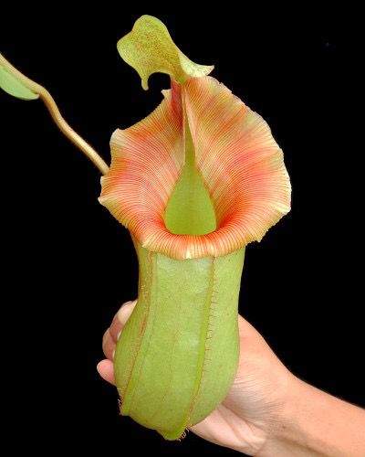 Nepenthes veitchii x ventricosa 