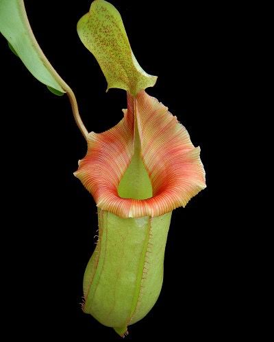 Nepenthes veitchii x ventricosa 