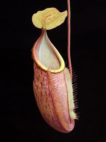 Nepenthes spathulata x glabrata BE-3790 Large