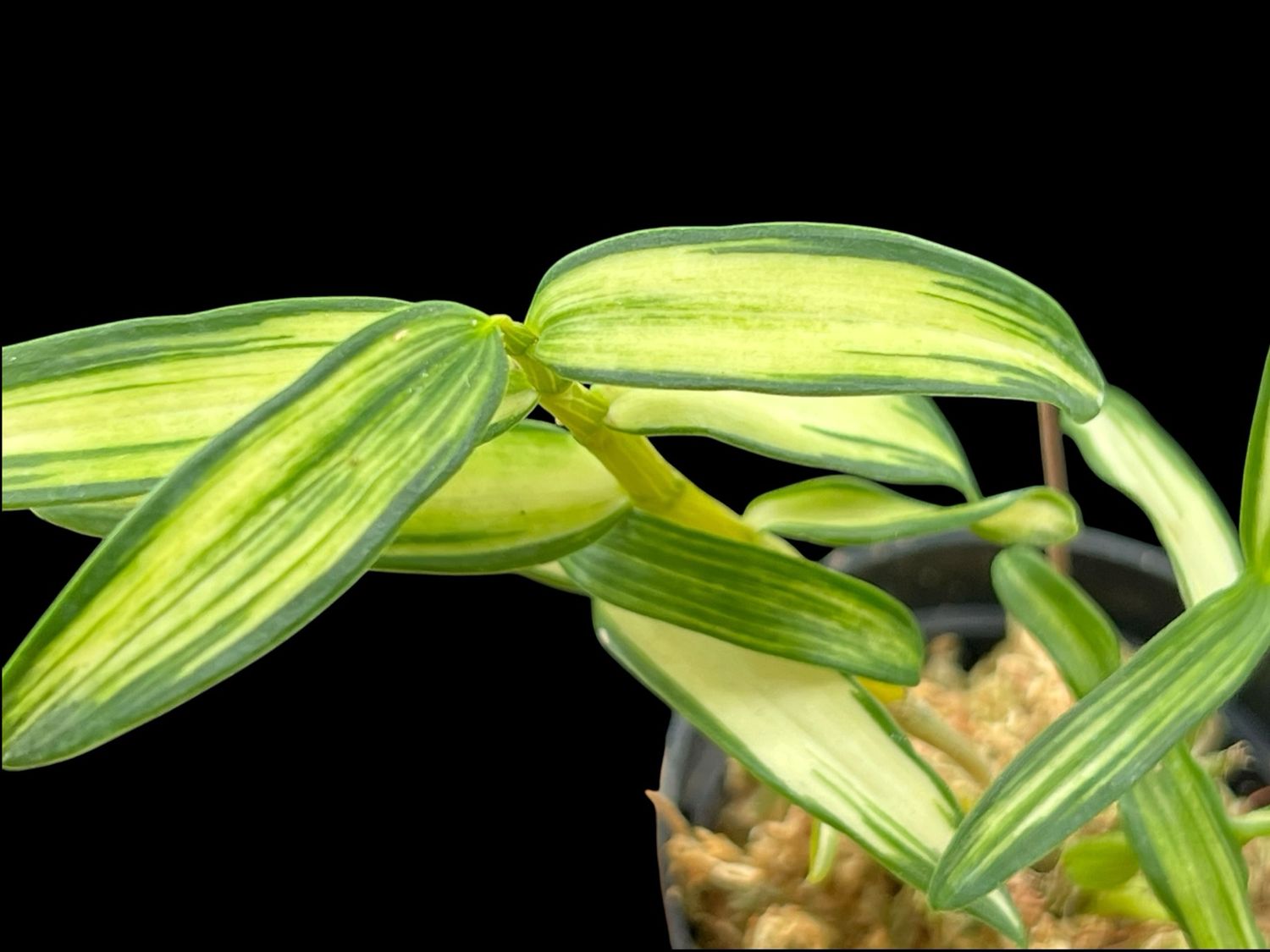Dendrobium moniliforme ‘Sankanou’ - 三冠王 Orchid 