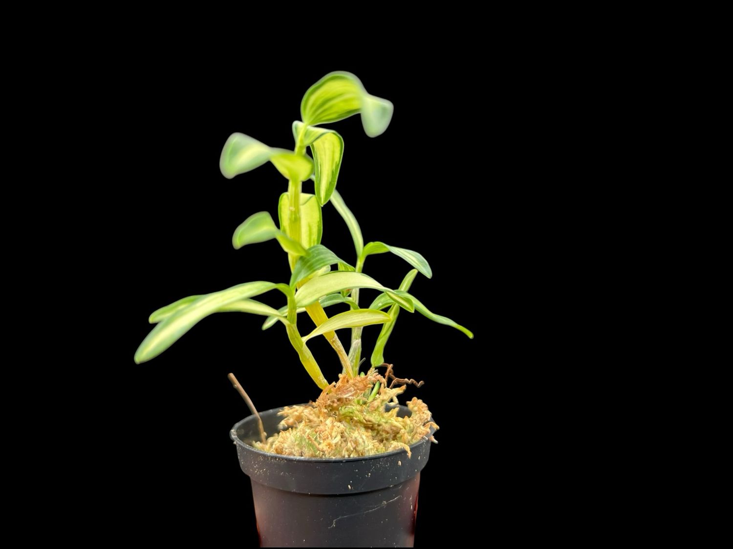 Dendrobium moniliforme ‘Sankanou’ - 三冠王 Orchid 