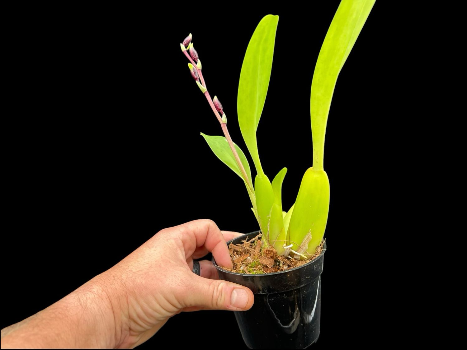 Odontoglossum Garden Proms Orchid - In spike!