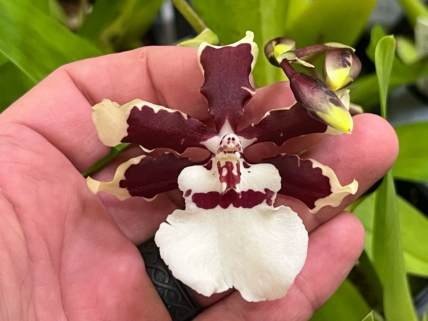 Odontoglossum Garden Proms Orchid - In spike!