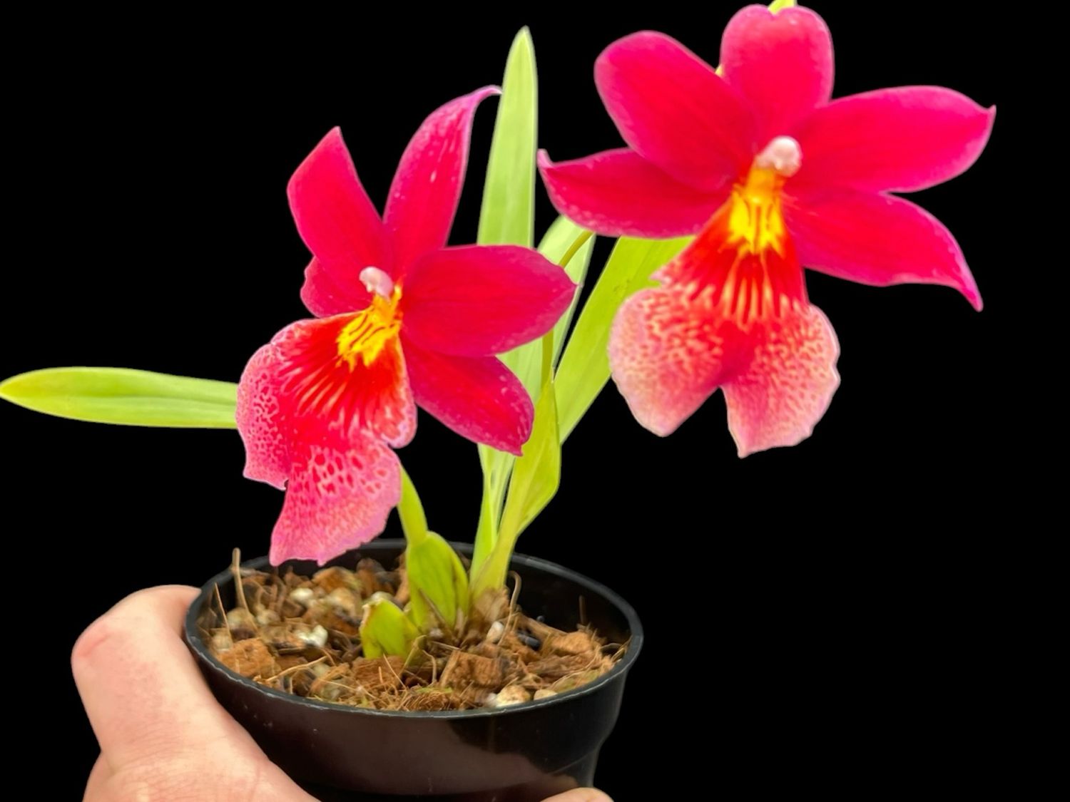 Burrageara Nelly Isler (Oncidopsis) Orchid– in Bloom, Very Fragrant!