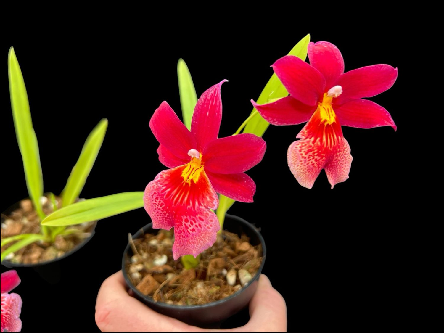 Burrageara Nelly Isler (Oncidopsis) Orchid– in Bloom, Very Fragrant!