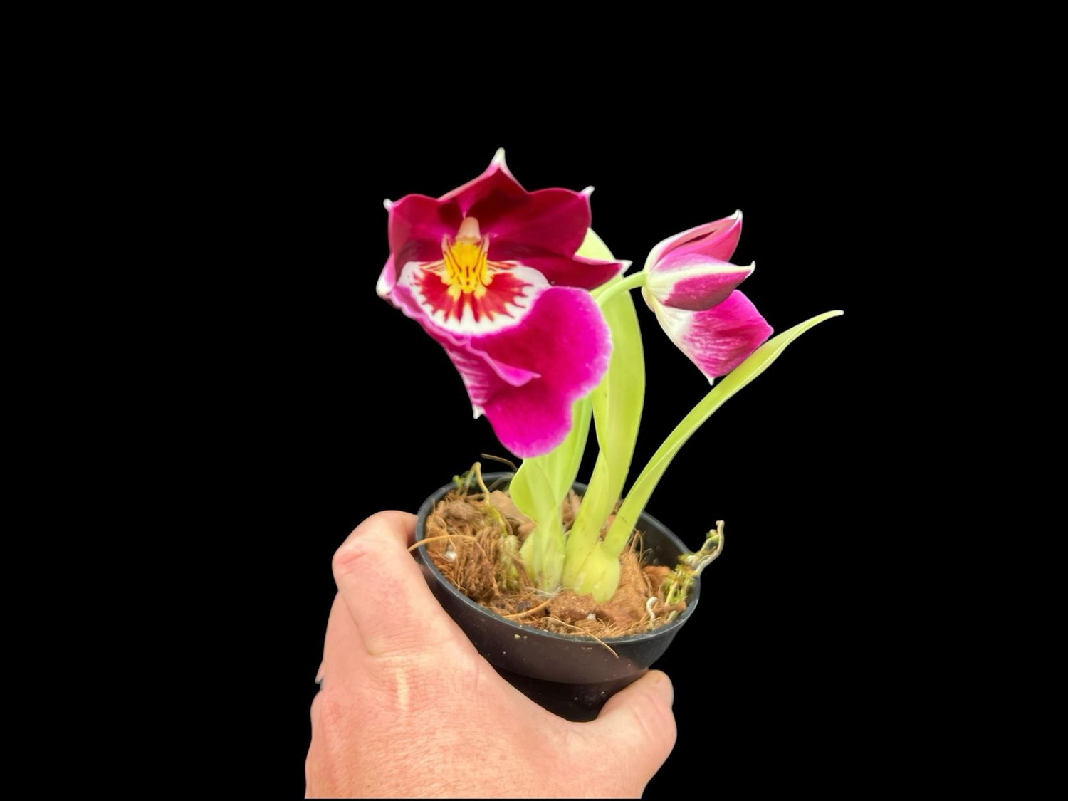 Miltoniopsis Ananda Apple ‘Fioratta’ Orchid - in Spike!