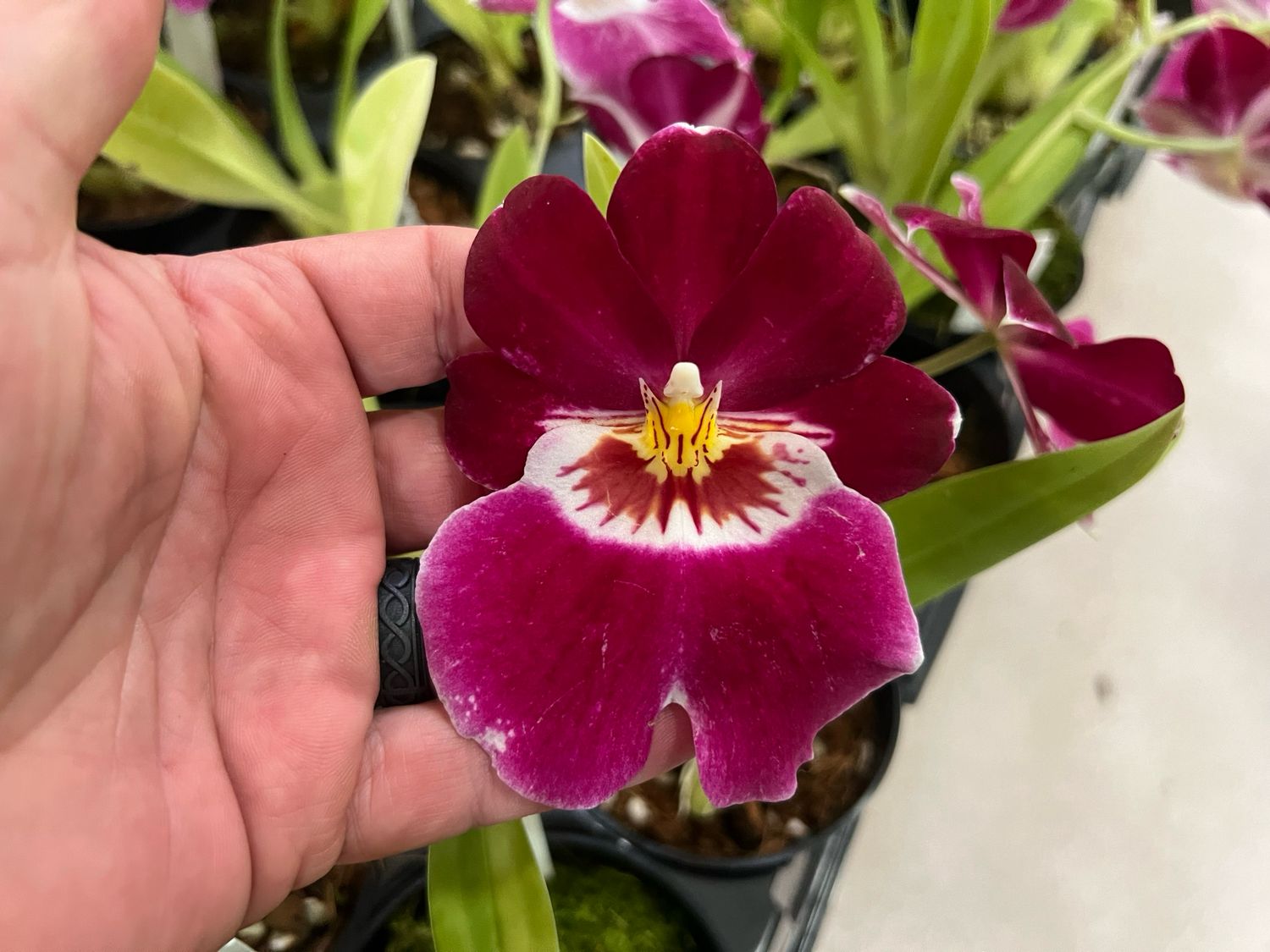 Miltoniopsis Ananda Apple ‘Fioratta’ Orchid - in Spike!