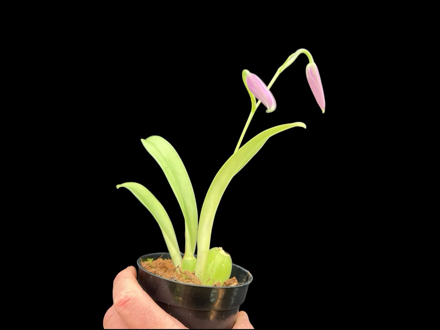 Miltoniopsis Trick Question Orchid - in Spike!