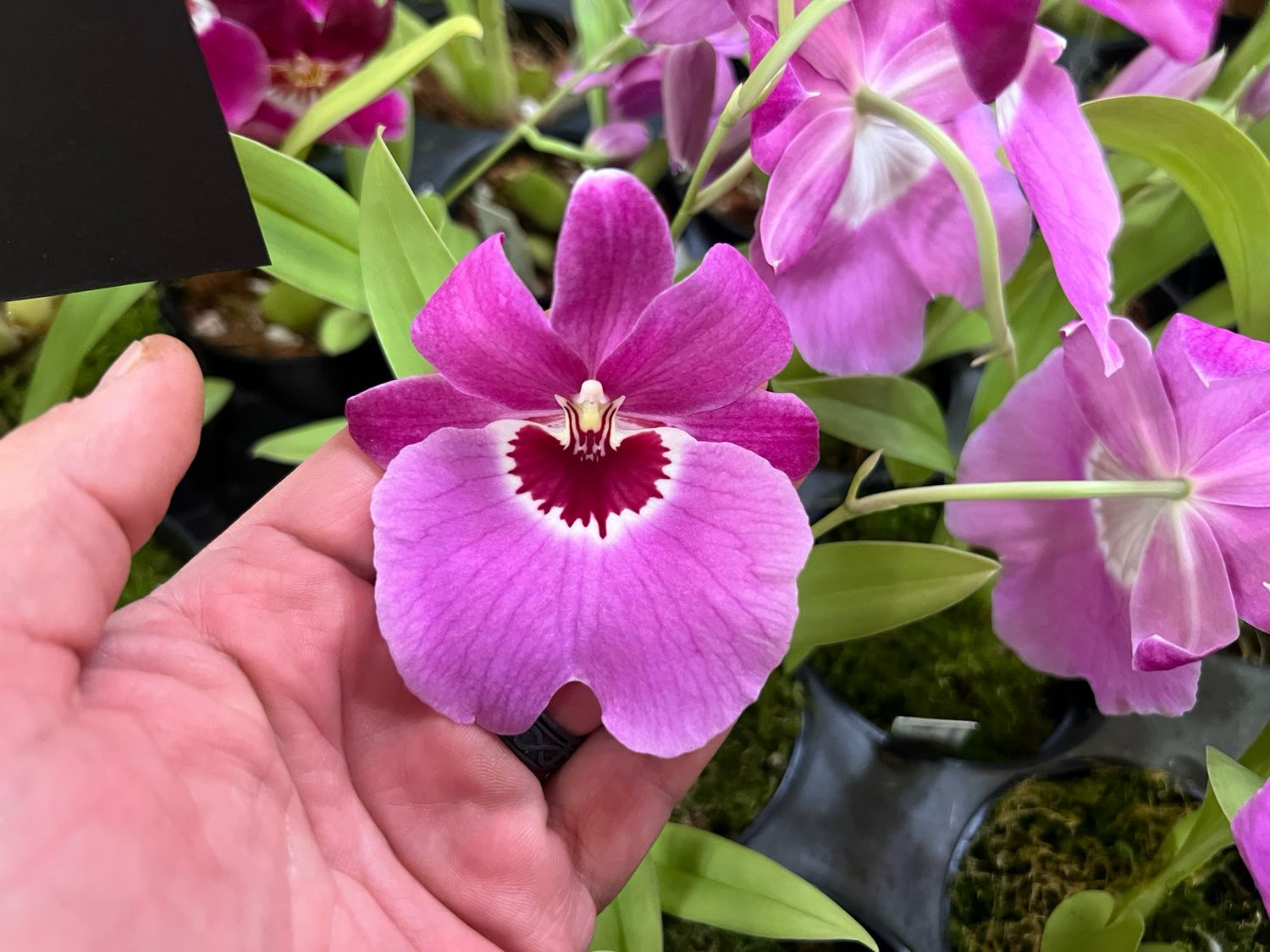 Miltoniopsis Trick Question Orchid - in Spike!