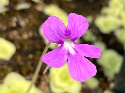 Pinguicula ehlersiae Hybrid Stunning Flowers! (Medium)