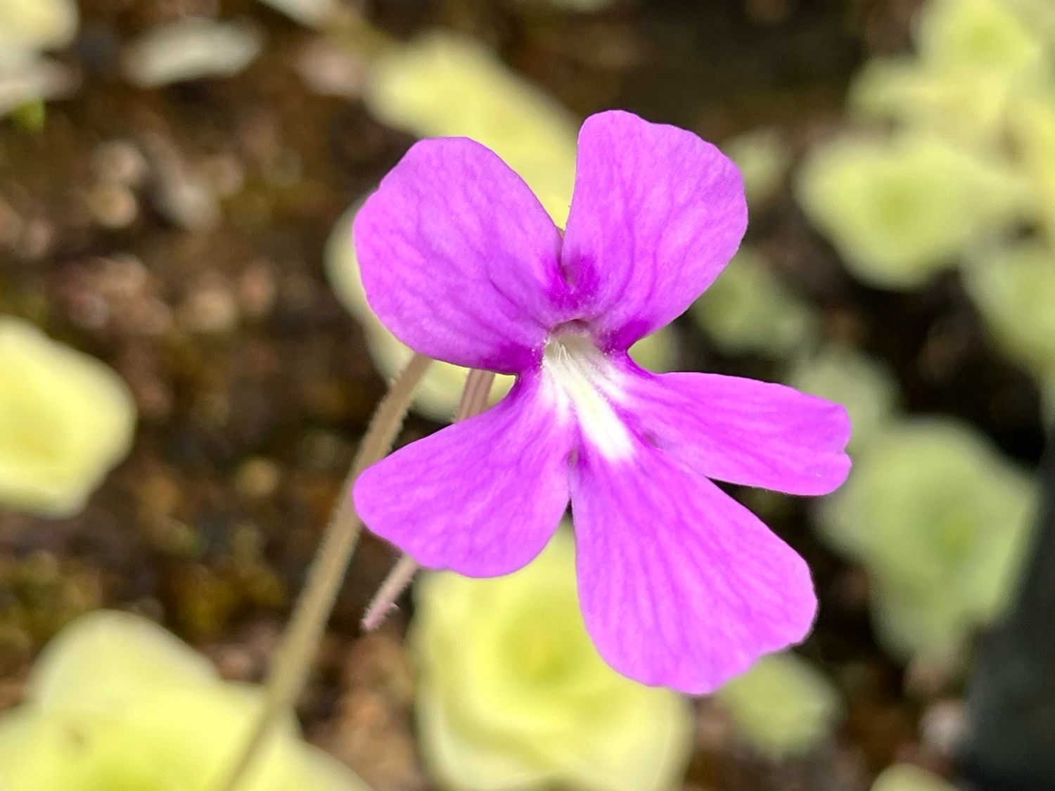 Pinguicula ehlersiae Hybrid Stunning Flowers! (Medium)