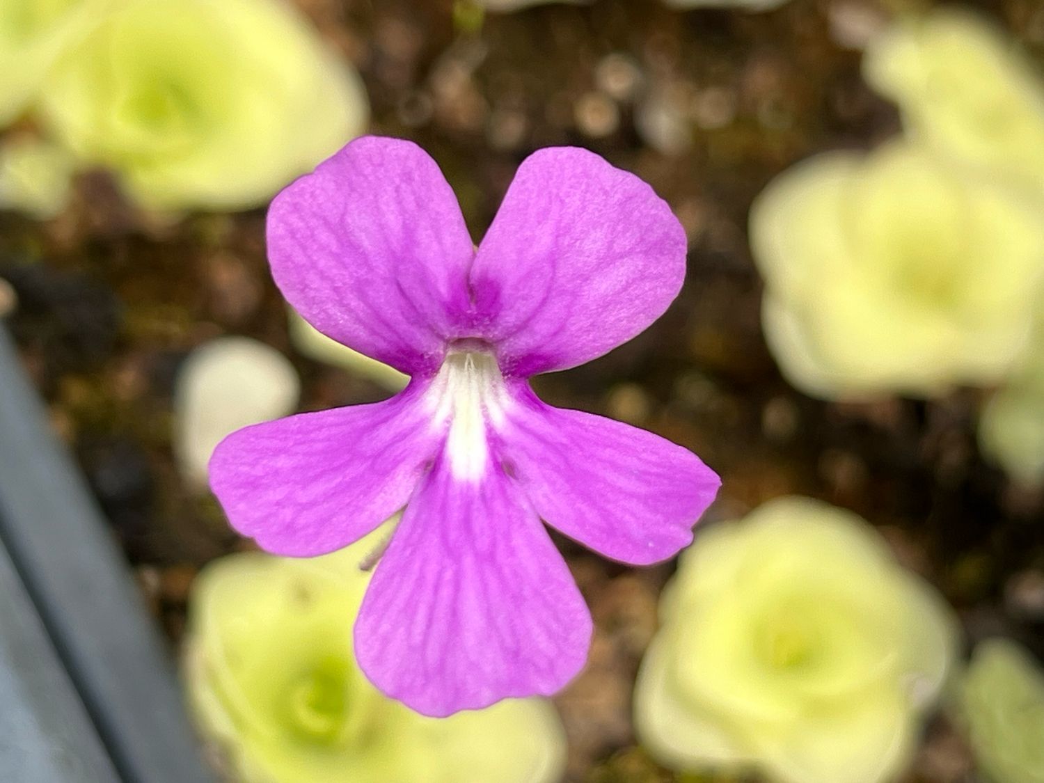 Pinguicula ehlersiae Hybrid Stunning Flowers! (Medium)