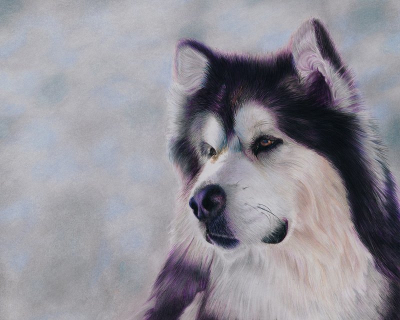 &quot;Bailey&quot;, The Alaskan Malamute